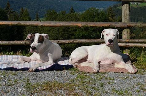 dogo argentino in not e.v